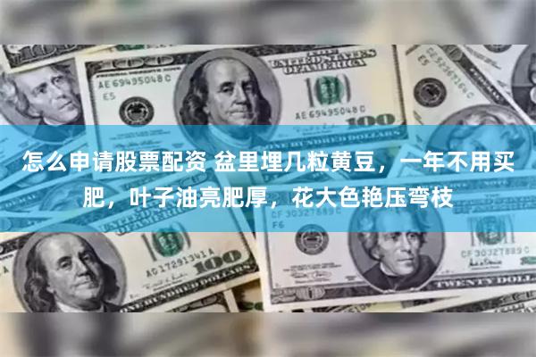 怎么申请股票配资 盆里埋几粒黄豆，一年不用买肥，叶子油亮肥厚，花大色艳压弯枝